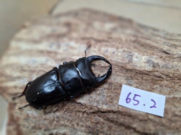 �񤢤���Τΰ١����š�WF1����̾�����»����񻺥������塞������65�ߥ�ڥ�������2�ʲ�������