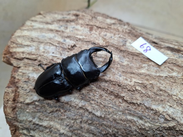 �񤢤���Τΰ١����š�WF1����̾�����»����񻺥������塞������68�ߥ�ڥ�+��ʲ�������