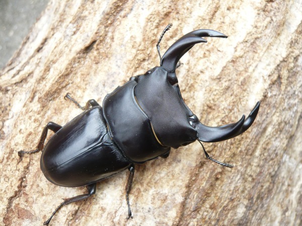 �񤢤���Ρ����񻺥������塞������65�ߥ�UP�ڥ��ʲ�������