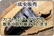 成虫販売